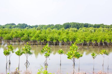 Mangrove planting project river brae in Thailand. Plant used preserve the embankment