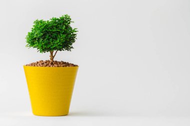 Small decorative little tree in plastic pots isolated on white background. Eco concept for add text message or web design.