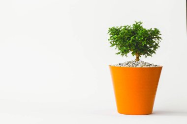 Small decorative little tree in plastic pots isolated on white background. Eco concept for add text message or web design.