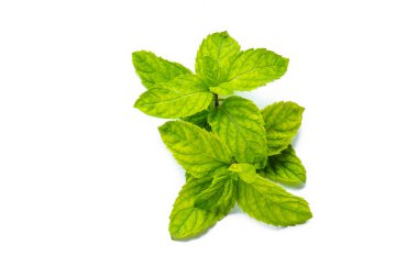 Abstract Green leaves branch on white background with copy space. Nature concept for Green fresh Energy earth saving.