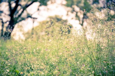 Klasik yumuşak ton, soyut doğa arka planı çayır ve günbatımında çimen. Resim, metin iletisi eklemek için duvar kağıdı masaüstü veya kopyalama alanı kullanabilir. Doğa konsepti.