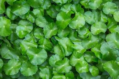 Küçük Yeşil, tasarım sanatı için arka plan bırakır ya da metin mesajı ekler. Doğal desenli bitki yaprağı arkaplan için taze.