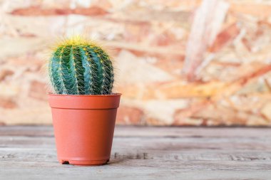 Close up of shaped cactus with long thorns on clay pots background.