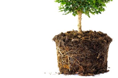 little Tree in the pots isolated on white background, with roots