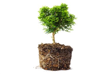 little Tree in the pots isolated on white background, with roots