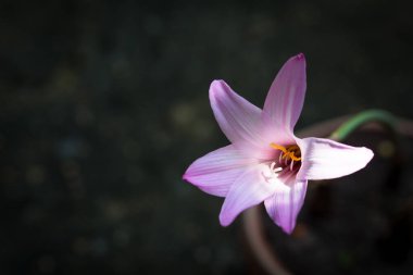 pink rain lily flower black background, Zephyranthes(Select focus)