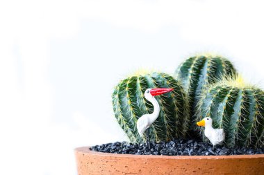 Close up of shaped cactus with long thorns on clay pots background.