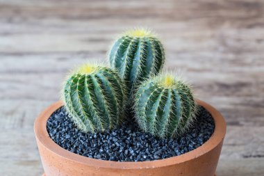 Close up of shaped cactus with long thorns on clay pots background.