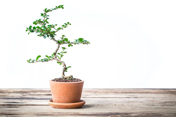 Small decorative tree on wooden floor, Small bonsai tree in the clay pots