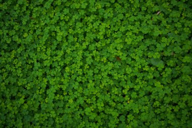 Küçük Yeşil, tasarım sanatı için arka plan bırakır ya da metin mesajı ekler. Doğal desenli bitki yaprağı arkaplan için taze.