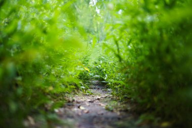Çayırda ve günbatımında çimen olan soyut doğa arka planı.
