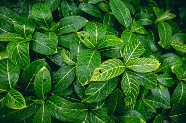 green leaves background for design or add text message. plant leaf fresh for backdrop.