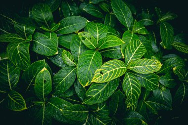 green leaves background for design or add text message. plant leaf fresh for backdrop.