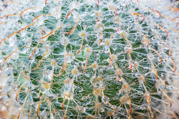 After raining Drops of water on a cactus with long sharp thorns.