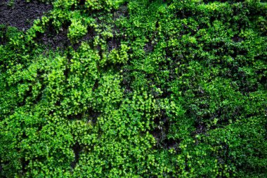 After raining beautiful Green moss nature on concrete wall. Small plant green leaf fresh for refreshing backdrop web site background or add text.