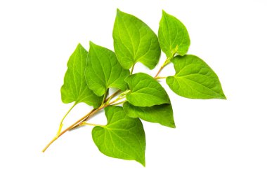 Abstract Green leaves branch on white background with copy space. Nature concept for Green fresh Energy earth saving.