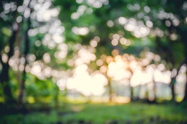 Abstract blur, Morning sunlight bokeh background in the garden with blossoming trees, backdrop photo.