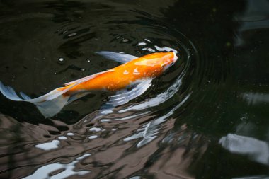 Gölgeli bir gölde yiyecek var mı diye havuzda yüzen canlı sazan balığı..
