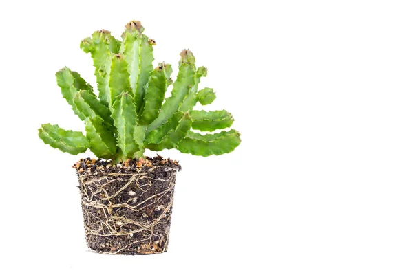 Cactus pot isolated on white background. with root cactus for decorate.