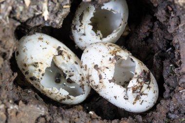 Kaplumbağa yumurtası yeraltı toprağı