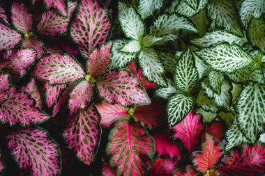 Nature colour leaf for background. Autumn colourful leaves. Christmas backdrop design..