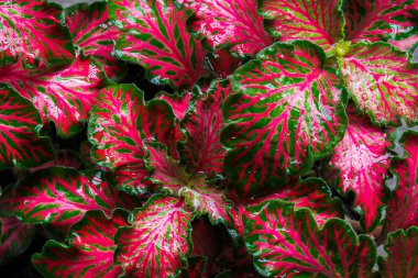 Nature colour leaf for background. Autumn colourful leaves. Christmas backdrop design..