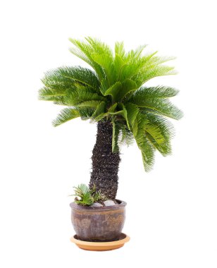 Palm tree cycas revoluta in clay pots isolated on white background, used for in interiors home, garden and park decoration clipart