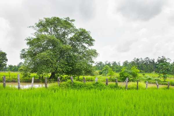 Сільське Життя Ставками Вирощування Рису Зелені Молоді Рисові Рослини Ростуть — стокове фото