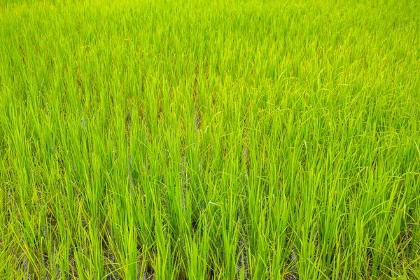 Morning Sunrise Green Young Rice Plants Growing Paddy Field Rain — Stock Photo, Image