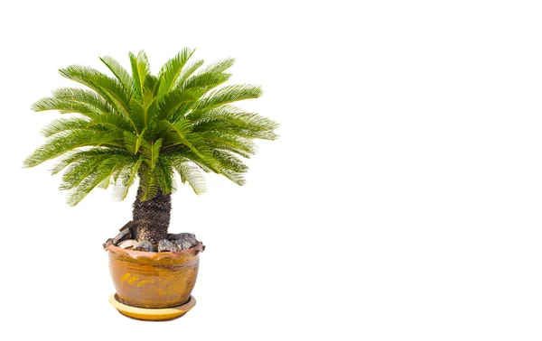 Palmier Cycas Revoluta Dans Des Pots Argile Isolés Sur Fond — Photo