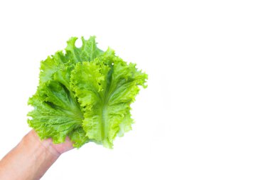 Beyaz arka planda taze organik yeşil yapraklar. Temiz ve sağlıklı yemek arkaplanı için kullanılan resim. Ağırlığı kontrol etmek için salata yemek..