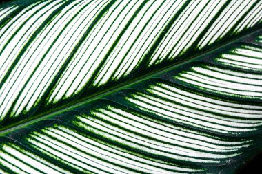 Tasarım sanatı için yeşil yapraklar arkaplan ya da metin mesajı ekle. Doğal desenli bitki yaprağı arkaplan için taze.