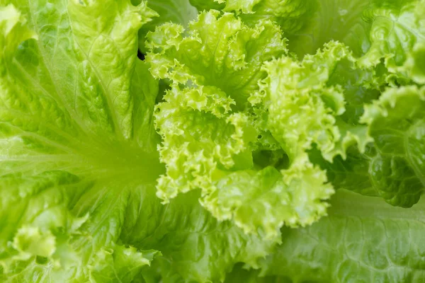 Taze Organik Yeşil Sebze Arka Planı Temiz Sağlıklı Yemek Arkaplanı — Stok fotoğraf