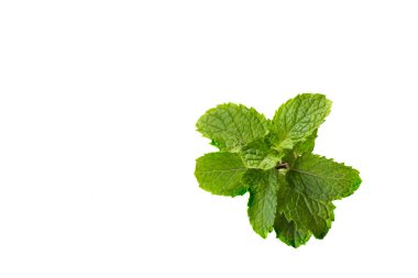 Tay taze nane yaprağı, üzerine biraz da yiyecek eklemek için. Beyaz yapraklı ağaç. Nane ya da nane kokulu diş macunu karışımı..