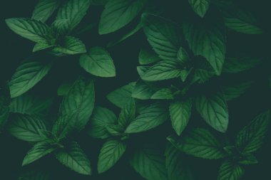 Arka plan için taze yeşil bitki yaprağı. Tasarım sanatı için yeşil Noel arkaplanı ya da metin mesajı ekle.