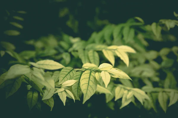 Little Greenのヴィンテージ画像トーンは デザインアートワークの背景を残し テキストメッセージを追加します 自然パターン植物の葉を背景に新鮮 — ストック写真