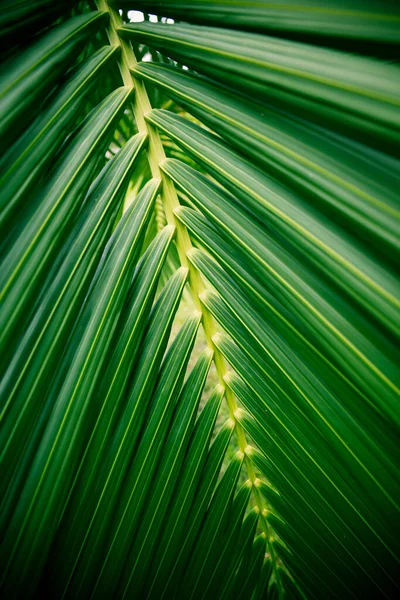 coconut leaves for background, Palm leaves for backdrop design art work or add text message. Tropical plant.