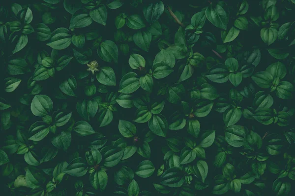 Little Greenのヴィンテージ画像トーンは デザインアートワークの背景を残し テキストメッセージを追加します 自然パターン植物の葉を背景に新鮮 — ストック写真