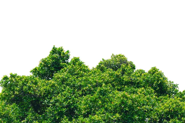 stock image spring Green Leaves on top of frame for backdrop.