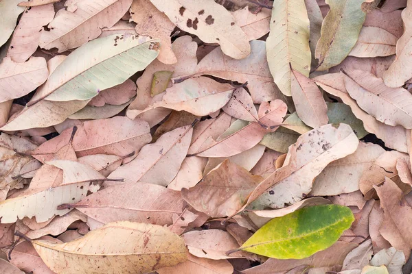 stock image Autumn concept with Fallen brown dry leaves in the park for background. Picture Vintage color tone.