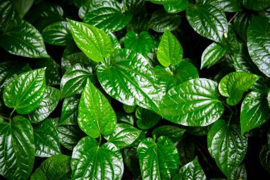 Tasarım arka planı için yumuşak açık yeşil yapraklar.