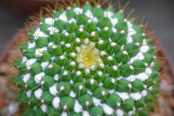 Cactus Vaso Decorare Giardino Immagine Stile Vintage Immagine Una Bassa — Foto Stock