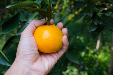 Bahçede insan eliyle olgunlaşmış portakal fidanı. Portakal Bahçesi Tayland.