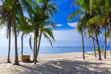 Tayland 'da güzel bir sahil. Hindistan cevizi palmiyeli tropikal deniz plajı manzarası. Arka plan ve tatil seyahati konsepti için tropik kum plajı tatili.