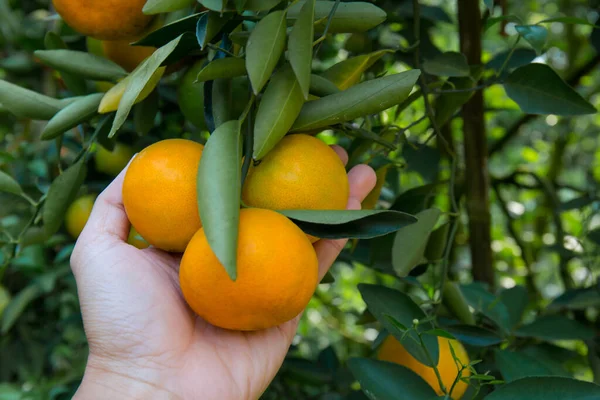 Orange plantation tree with ripe on man hand in the garden. Orange Garden Thailand.