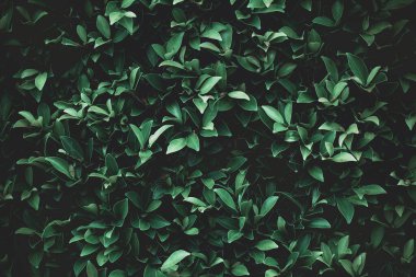 Green leaves background for design backdrop.