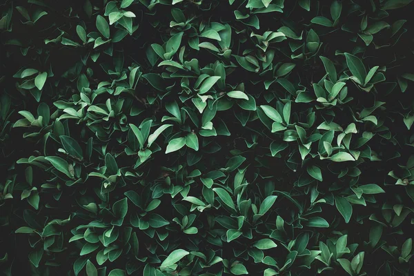 Green Leaves Background Design Backdrop — ストック写真