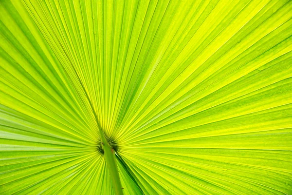 Coconut Leaves Background Palm Leaves — Photo