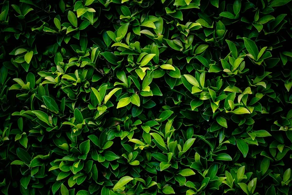 Green Leaves Background Design Backdrop — ストック写真