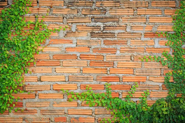 レンガの壁の緑のクリーパー工場 美しい背景 — ストック写真